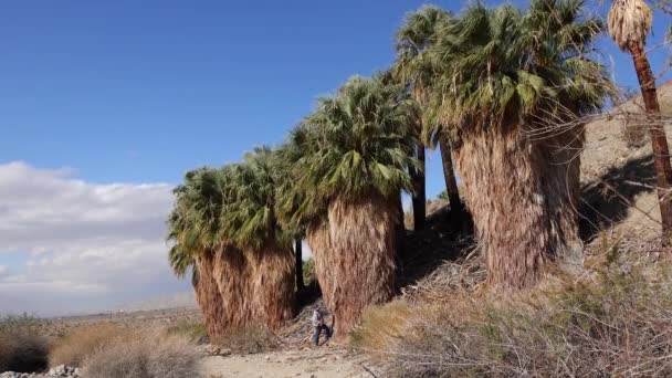 Las Palmeras Levantan Desierto Oasis Las Mil Palmas Cerca Reserva — Vídeos de Stock