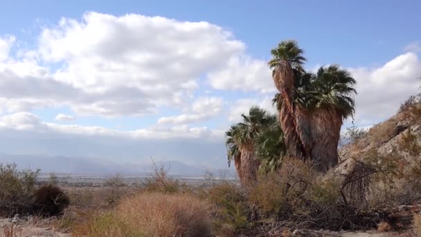 Palme Sorgono Nel Deserto Migliaia Palme Oasi Vicino Coachella Valley — Video Stock