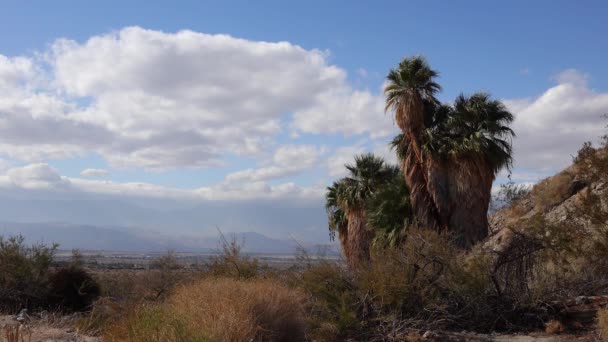 Les palmiers se dressent dans le désert à l'oasis des Mille Palmiers près de la réserve de la vallée de Coachella. Oasis de palmiers de Villis. Californie