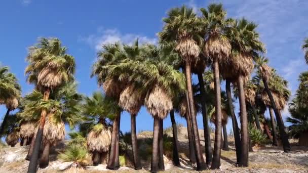 Pálmafák Emelkednek Fel Sivatagban Ezer Palms Oasis Közelében Coachella Valley — Stock videók