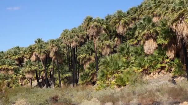 Las Palmeras Levantan Desierto Oasis Las Mil Palmas Cerca Reserva — Vídeo de stock