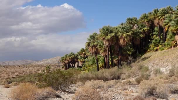 ヤシの木はコアチェラ バレー保護区近くの千のパームオアシスで砂漠に立ち上がる ビリスヤシのオアシス カリフォルニア — ストック動画