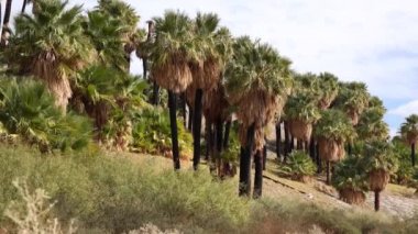 Çölde Coachella Vadisi 'nin yakınlarındaki Bin Palmiye Vahası' nda palmiye ağaçları yükseliyor. Villis palmiye vahası. Kaliforniya