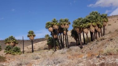 Çölde Coachella Vadisi 'nin yakınlarındaki Bin Palmiye Vahası' nda palmiye ağaçları yükseliyor. Villis palmiye vahası. Kaliforniya