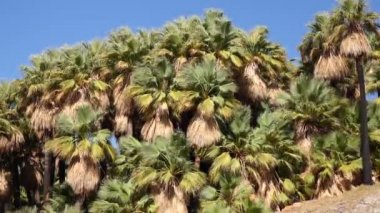 Çölde Coachella Vadisi 'nin yakınlarındaki Bin Palmiye Vahası' nda palmiye ağaçları yükseliyor. Villis palmiye vahası. Kaliforniya