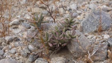 Kaliforniya 'da çöl bitkileri, doğada sulu bitkiler, ABD