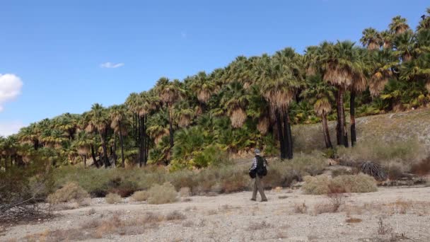 California États Unis Novembre 2019 Des Palmiers Dressent Dans Désert — Video
