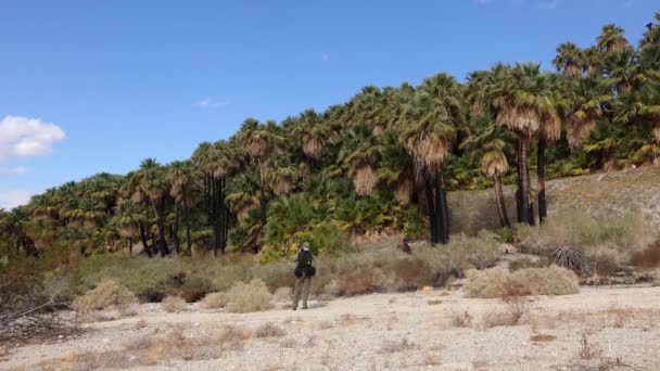 California Estados Unidos Novembre 2019 Las Palmeras Levantan Desierto Oasis — Vídeos de Stock