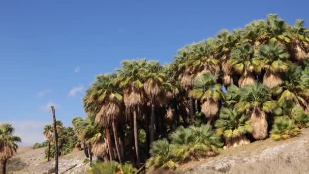 Пальмові Дерева Ростуть Пустелі Озері Тисячі Пальм Поблизу Заповідника Коачелла — стокове відео