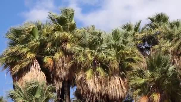 Las Palmeras Levantan Desierto Oasis Las Mil Palmas Cerca Reserva — Vídeos de Stock