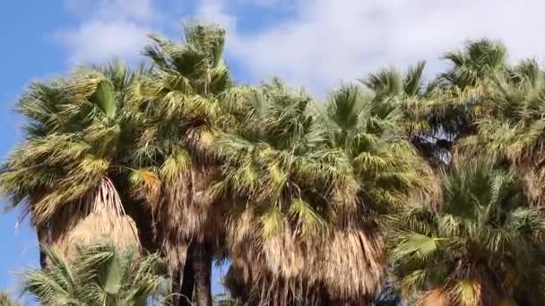 Φοίνικες Αυξάνονται Στην Έρημο Στο Thousand Palms Oasis Κοντά Coachella — Αρχείο Βίντεο