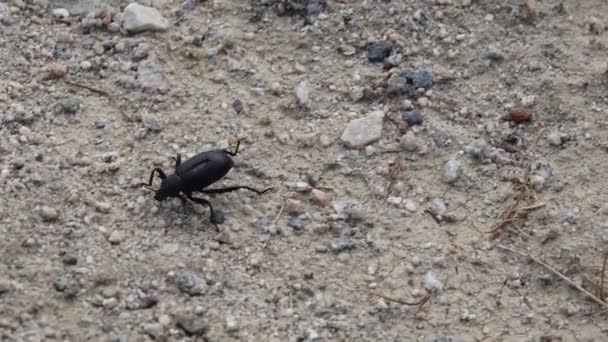 Una Remolacha Negra Desértica Desierto California Corre Sobre Arena — Vídeo de stock