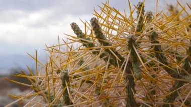 Mavi gökyüzüne karşı uzun sarı dikenli Arizona kalem cholla. Noel kollası, tasajillo (Cylindropuntia leptocaulis). 