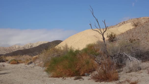 색깔의 점토로 이루어진 캘리포니아 사막의 언덕들 주위의 식물들 — 비디오