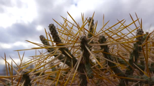 Arizona Bleistift Cholla Mit Langen Gelben Stacheln Gegen Den Blauen — Stockvideo
