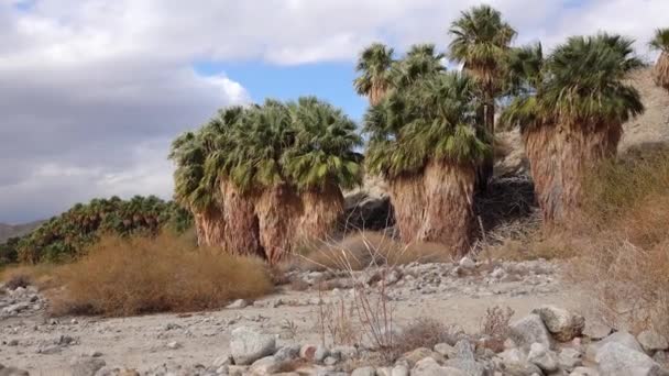 Palmeiras Subir Deserto Mil Palmeiras Oasis Perto Coachella Valley Preserve — Vídeo de Stock