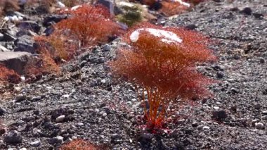 Kar fırtınası, Kaliforniya 'daki Ölüm Vadisi Ulusal Parkı yakınlarındaki bir dağ geçidinde çöl bitkilerinde kar.