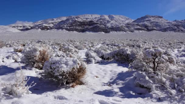 Ciclone Neve Neve Piante Desertiche Passo Montagna Vicino Death Valley — Video Stock