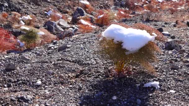 Ciclón Nieve Nieve Sobre Plantas Desérticas Paso Montaña Cerca Del — Vídeo de stock