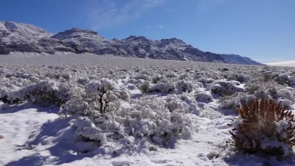 Сніговий Циклон Сніг Пустельних Рослинах Гірському Перевалі Біля Національного Парку — стокове відео