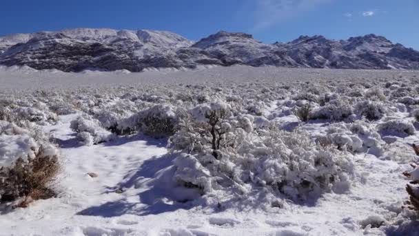 Sněhová Bouře Sníh Pouštních Rostlinách Horském Průsmyku Národního Parku Death — Stock video