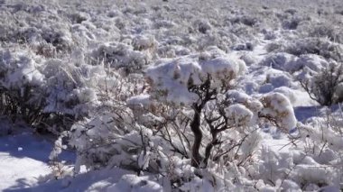 Kar fırtınası, Kaliforniya 'daki Ölüm Vadisi Ulusal Parkı yakınlarındaki bir dağ geçidinde çöl bitkilerinde kar.