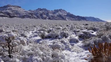 Kar fırtınası, Kaliforniya 'daki Ölüm Vadisi Ulusal Parkı yakınlarındaki bir dağ geçidinde çöl bitkilerinde kar.