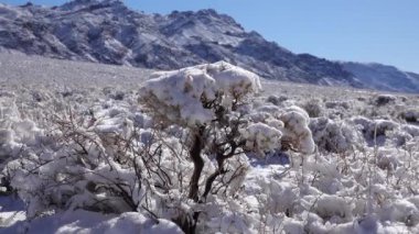 Kar fırtınası, Kaliforniya 'daki Ölüm Vadisi Ulusal Parkı yakınlarındaki bir dağ geçidinde çöl bitkilerinde kar.