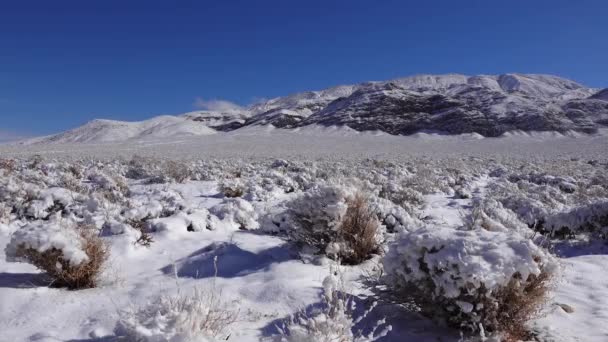 雪地旋风 加州死谷国家公园附近山口沙漠植物上的雪 — 图库视频影像