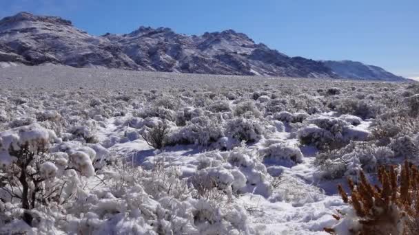 雪地旋风 加州死谷国家公园附近山口沙漠植物上的雪 — 图库视频影像