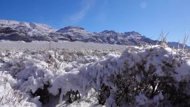 雪地旋风 加州死谷国家公园附近山口沙漠植物上的雪 — 图库视频影像