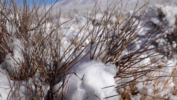 雪地旋风 加州死谷国家公园附近山口沙漠植物上的雪 — 图库视频影像