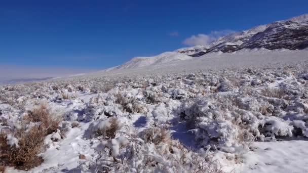 Ciclo Neve Neve Plantas Deserto Uma Passagem Montanha Perto Parque — Vídeo de Stock