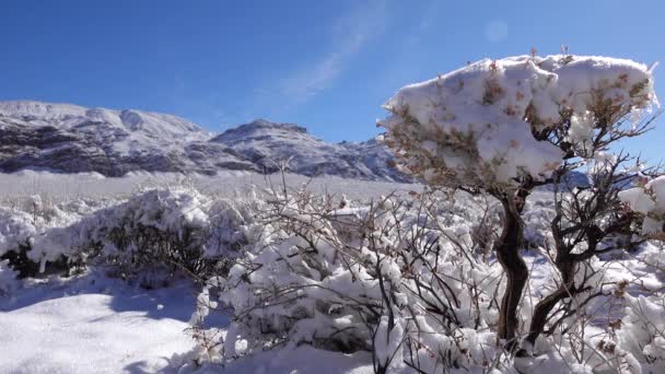 Snow Cyclone Snow Desert Plants Mountain Pass Death Valley National — Stock Video