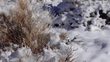 Kar fırtınası, Kaliforniya 'daki Ölüm Vadisi Ulusal Parkı yakınlarındaki bir dağ geçidinde çöl bitkilerinde kar.