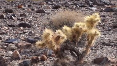 Cholla Kaktüs Bahçesi, Kaliforniya 'da gümüş cholla (Cylindropuntia echinocarpas)