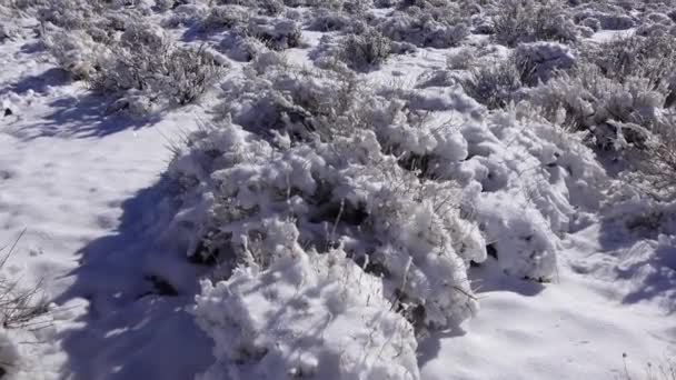 Снежный Циклон Снег Пустынных Растениях Горном Перевале Возле Национального Парка — стоковое видео