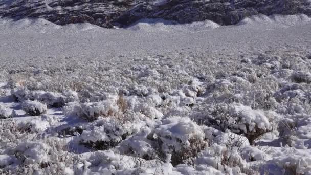 Snö Cyklon Snö Ökenväxter Ett Bergspass Nära Death Valley National — Stockvideo