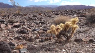 Cholla Kaktüs Bahçesi, Kaliforniya 'da gümüş cholla (Cylindropuntia echinocarpas)
