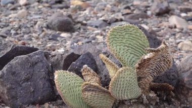 Kaliforniya Kaktüsü. Tavşan kulaklı dikenli armut (Opuntia microdasys), güneşte kızıla boyanmış çöl kışı.
