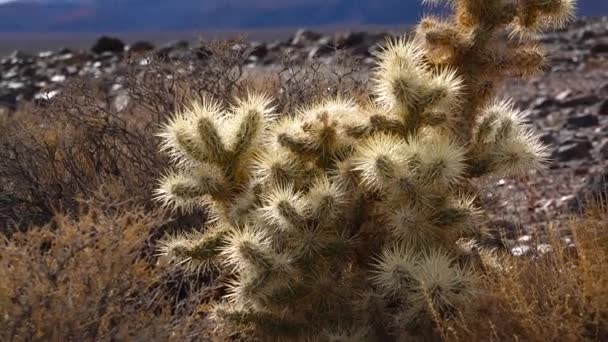 Серебряная Чолла Cylindfuntia Echinocarpas Саду Чолла Кактус Калифорния Сша — стоковое видео