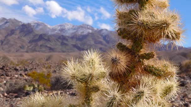 캘리포니아주 Cholla Cactus Garden Silver Cholla Cylindropumtia Echinocarpas — 비디오