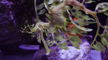 Yapraklı Seadragon (Phycodurus eques), ABD 'nin tuzlu su akvaryumunda yüzer.