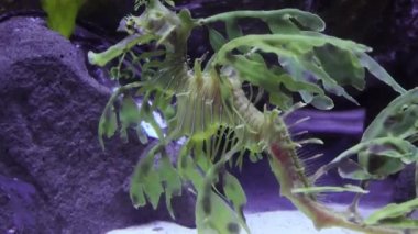 Yapraklı Seadragon (Phycodurus eques), ABD 'nin tuzlu su akvaryumunda yüzer.