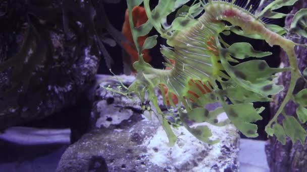 Leafy Seadragon Phycodurus Eques Plave Mořském Akváriu Usa — Stock video