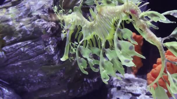 Leafy Seadragon Phycodurus Eques Swims Saltwater Aquarium Usa — Stock Video