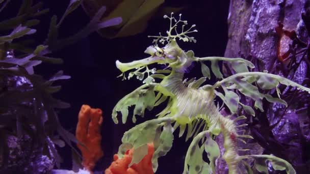 Leafy Seadragon Phycodurus Eques Swims Saltwater Aquarium Usa — Stock Video