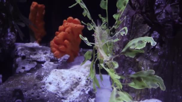 Leafy Seadragon Phycodurus Eques Swims Saltwater Aquarium Usa — Stock Video