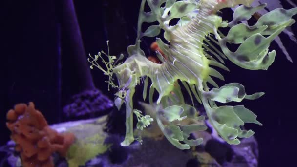 Leafy Seadragon Phycodurus Eques Swims Saltwater Aquarium Usa — Stock Video