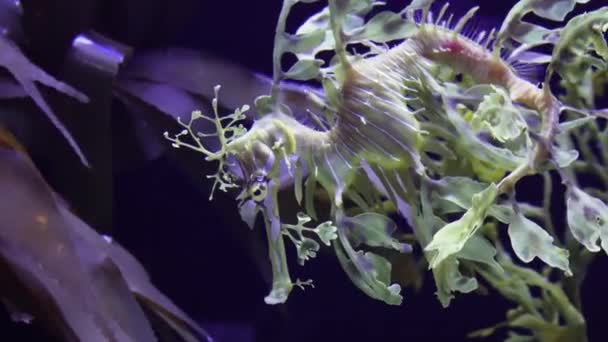 Leafy Seadragon Phycodurus Eques Simmar Ett Saltvattensakvarium Usa — Stockvideo